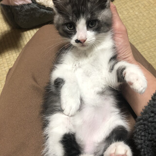 一時募集停止ふわふわの生後1ヶ月半の子猫