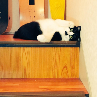 mix♂ 白黒ひげ「専務」