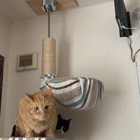 にゃーすけ