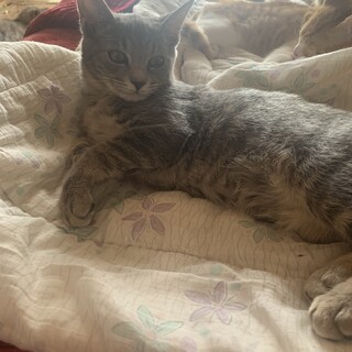 子猫5匹【オスとメス】の里親募集