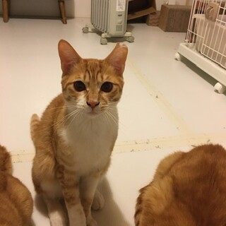 太白45！カステラ♂