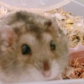 ジャンガリアンハムスター2匹性別不明