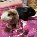 スキニーギニアピッグオス2匹