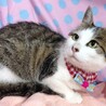 お留守番もOK！人が大好き♡ぎんこちゃん サムネイル2