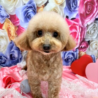 幸せみつかりました！