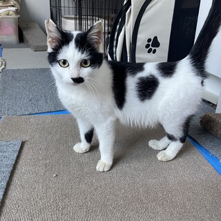 髭マークがキュートな永遠に子猫サイズのニャン！！！