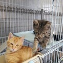 3匹の子猫たちに手を差し伸べてください【一旦停止】