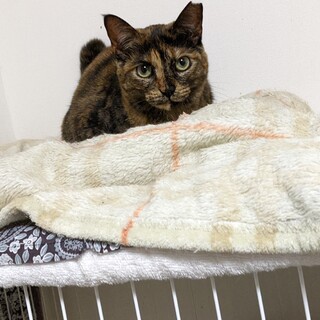 不思議ちゃんのさびび