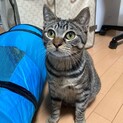 幸運のかぎしっぽ、人馴れバッチリ元気印　8ヶ月
