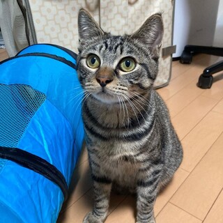 幸運のかぎしっぽ、人馴れバッチリ元気印　8ヶ月