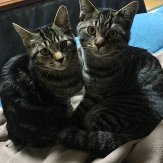 人懐っこい兄妹一緒のお家を探していますアメショ柄♀