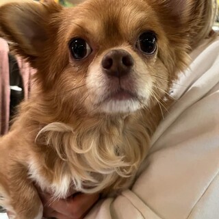 ロングコートチワワ♬リチャード♪里親絶賛募集中！