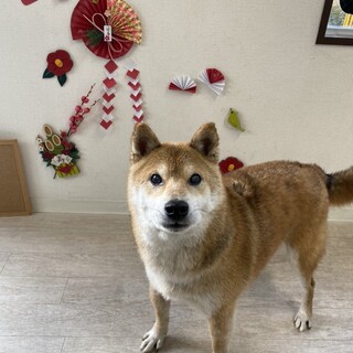 【ポン太】おだやかなシニアの柴犬