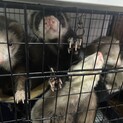 フェレット5匹　オス　メス　マーシャル、アメリカン