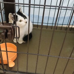 「ミケちゃんたら。」サムネイル2