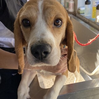 【1/23（日）品川譲渡会参加】フレンドリー