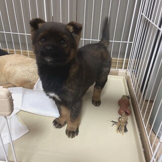 しっぽフリフリ✴︎プッチくんの家族を探してます。