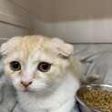 折れ耳スコのラズベリーちゃん
