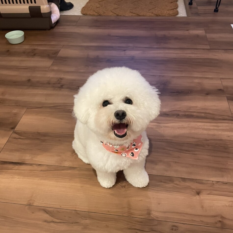 ティファニーのカバー写真