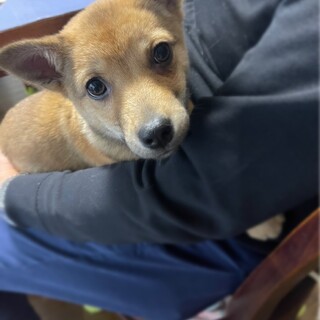 グリちゃんの家族を探してます。