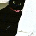 雑種　黒猫の女の子