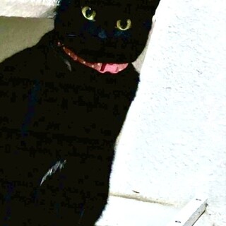 雑種　黒猫の女の子