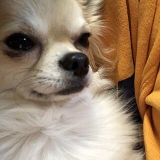 人見知り問題児チワワくん