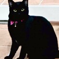 雑種　黒猫の女の子