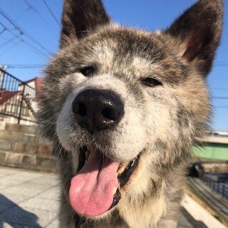 穏やかなシニア秋田犬「ダッキー」