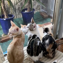 「そらたろう❤チャシー❤ハンナ」サムネイル2