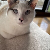 こむぎ