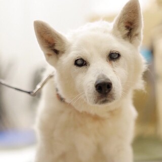 おっとり穏やかシニアのセンリちゃんに温かい家族を！