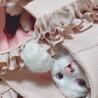 の写真