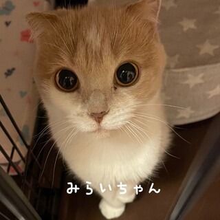 ミルクティー色のみらいちゃん♡