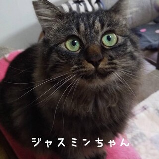 ふわふわの毛並みが美しいジャスミンちゃん♡