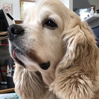 オモチャが大好き♪優しくて大人しいジャスパーくん