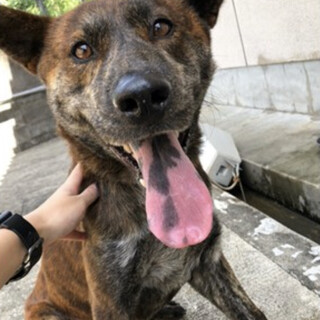 甲斐犬風くまくん