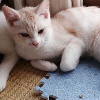 しまトラ♀の子猫4ヵ月。