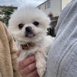 可愛い桃太くん♡