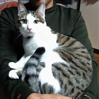 キジ白・可愛らしい声の長身美男子