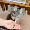 チンチラグレーのかわいい女の子です！