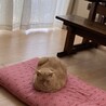 トゥンボー