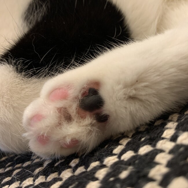 koko55のカバー写真