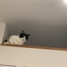 の写真