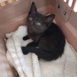 第146回　にゃん☆ぴーす猫譲渡会