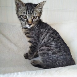 第146回　にゃん☆ぴーす猫譲渡会 サムネイル2