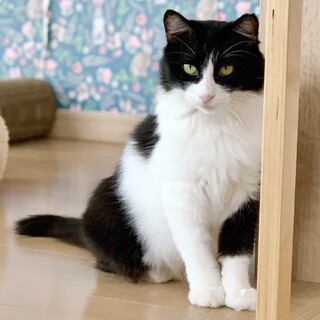 ふわふわ長毛３才 凶暴猫から超甘えん坊に大変身