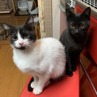 甘えん坊なハチワレくんとクロっこちゃん兄妹