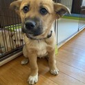 可愛い5兄妹果凛ちゃんの優しいお家をさがしています
