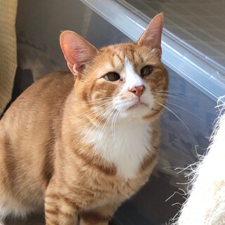 多頭飼育崩壊からのレスキュー☆コタロウくん